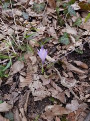 Crocus heuffelianus