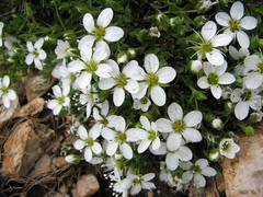Arenaria ciliata
