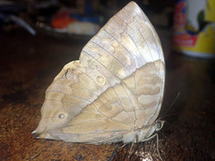 Zeuxidia amethystus amethystus