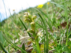 Chamorchis alpina