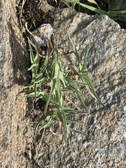 Trisetum distichophyllum