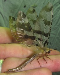 Lachlathetes moestus