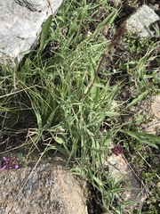 Trisetum distichophyllum