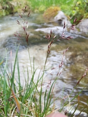 Agrostis rupestris