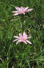 Scorzonera rosea