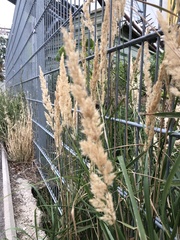 Calamagrostis epigejos