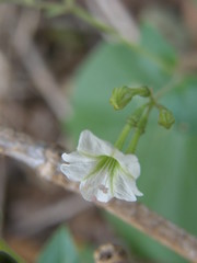 Commicarpus plumbagineus