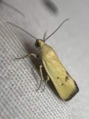 Ponometia tortricina