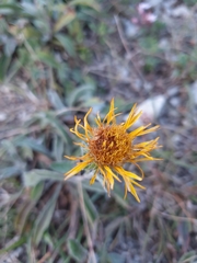 Pentanema britannica