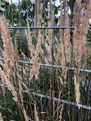 Calamagrostis epigejos
