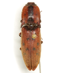 Conoderus xysticus