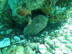 Scutus antipodes
