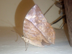 Zeuxidia amethystus amethystus