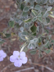 Barleria heterotricha