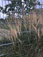 Calamagrostis epigejos