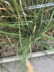 Calamagrostis epigejos