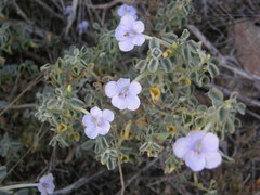 Barleria heterotricha