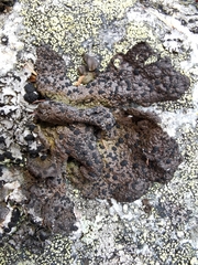 Umbilicaria hyperborea