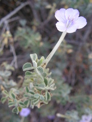 Barleria heterotricha