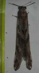 Lachlathetes moestus