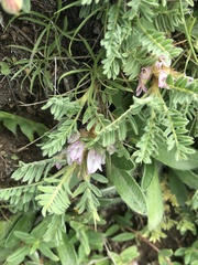 Astragalus sempervirens
