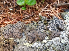 Umbilicaria hyperborea