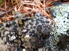 Umbilicaria hyperborea