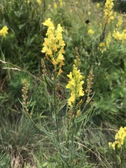 Linaria angustissima