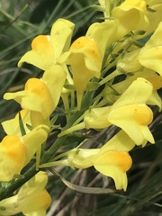 Linaria angustissima
