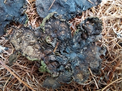 Umbilicaria hyperborea