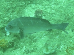 Plectorhinchus