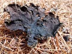 Umbilicaria hyperborea