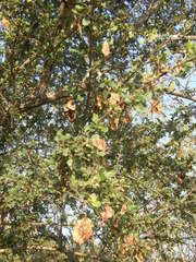 Combretaceae