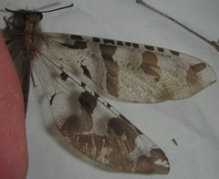 Lachlathetes moestus