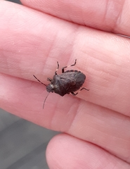 Rhacognathus punctatus