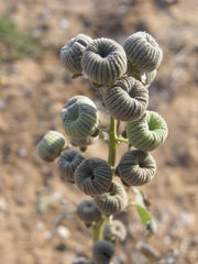 Abutilon angulatum angulatum