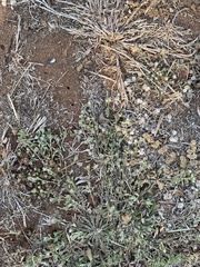 Helichrysum argyrosphaerum