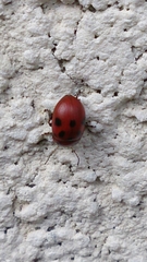 Gonioctena fornicata