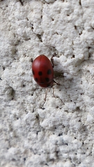 Gonioctena fornicata
