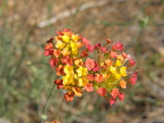 Lasiosiphon rubescens