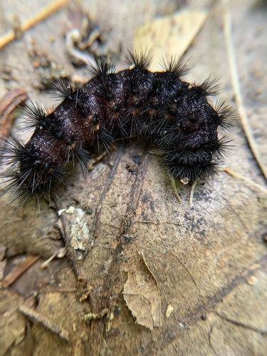 Agreeable Tiger Moth