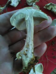 Clitocybe dealbata