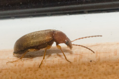 Isomira comstocki