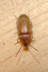 Isomira comstocki