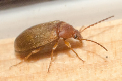 Isomira comstocki