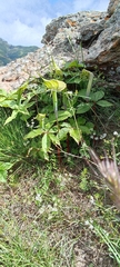 Arisaema jacquemontii