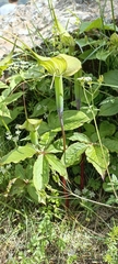 Arisaema jacquemontii