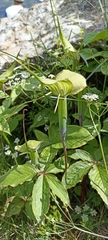 Arisaema jacquemontii