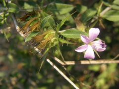 Barleria saxatilis
