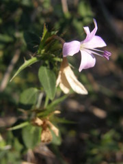 Barleria saxatilis